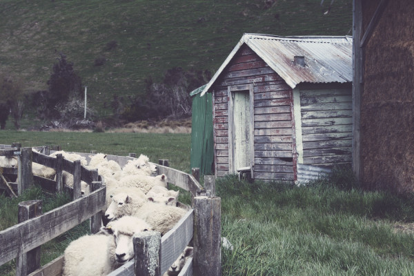 Schapen, schapen en nog eens schapen