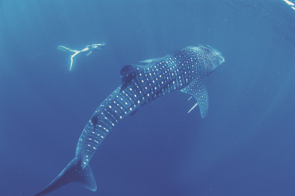 Whale Sharks